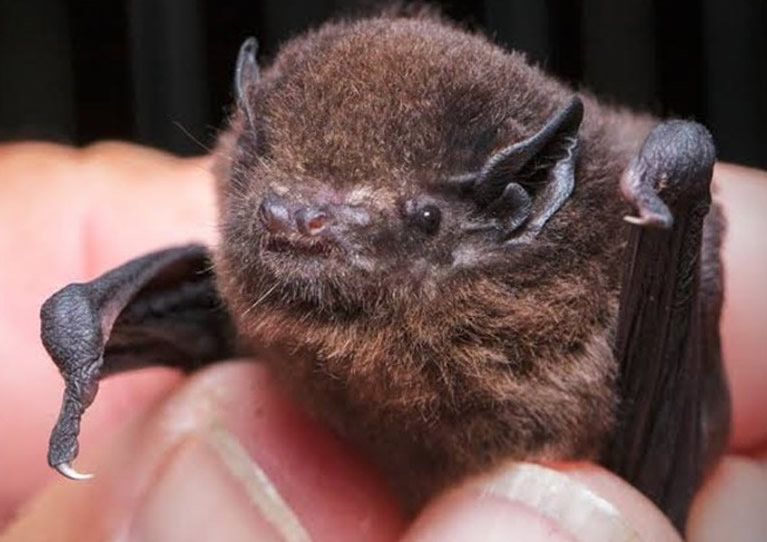 �������ʼ�ɭ�������ౣ��Э������������ �������鶯�ﳤβ������