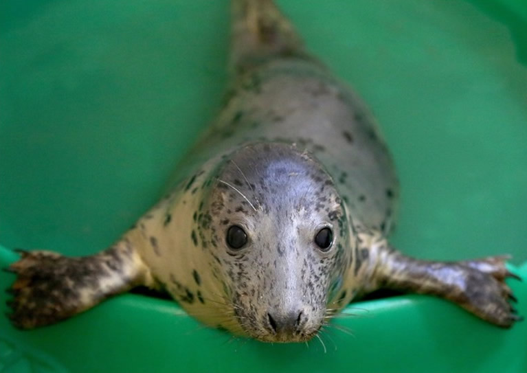 最新研究发现幼海豹会对周围环境声音产生反应 控制声音改变音调