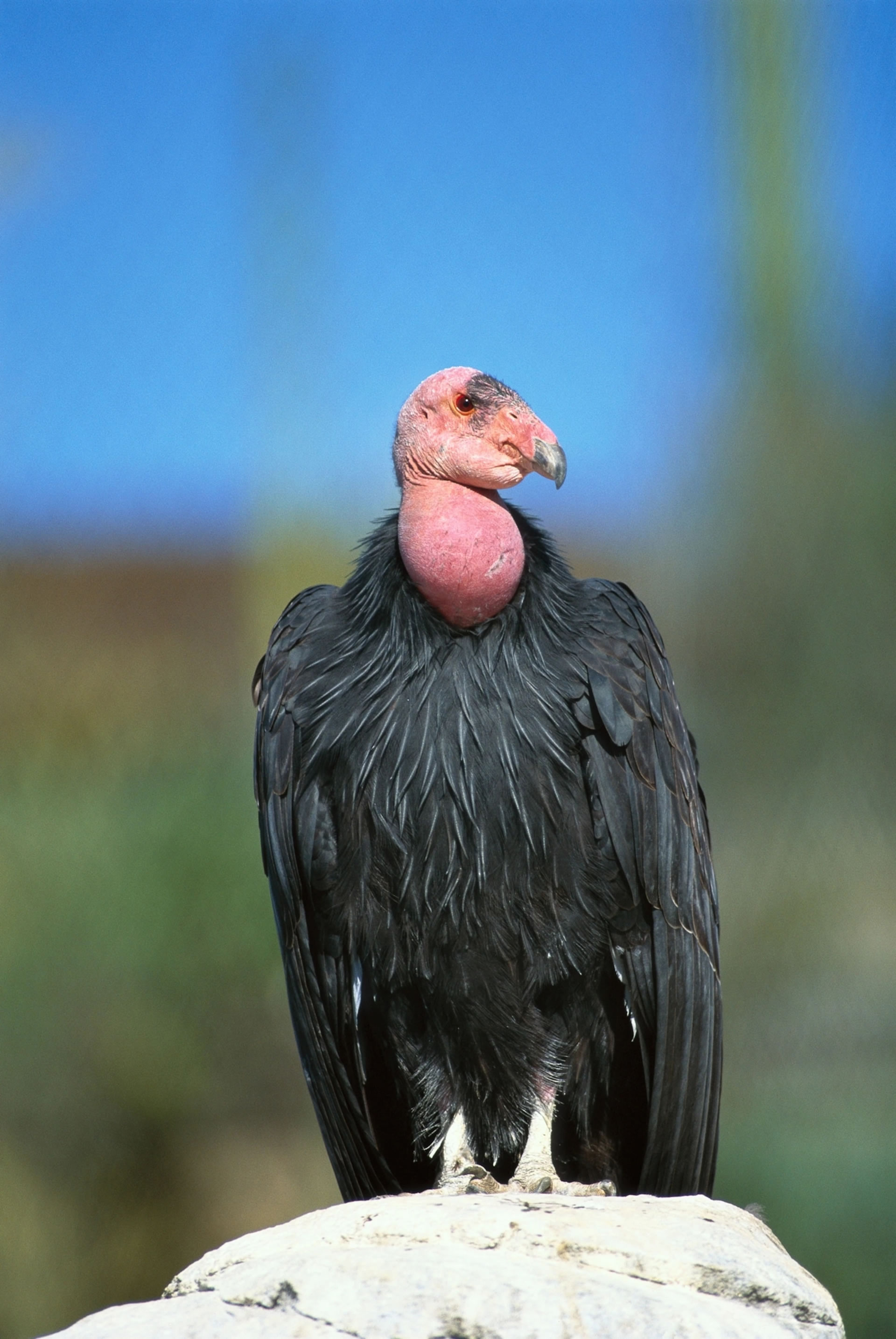 加州兀鹫差点在1980年代灭绝,但后来数量慢慢回升。 PHOTOGRAPH BY ZSSD, MINDEN PICTURES