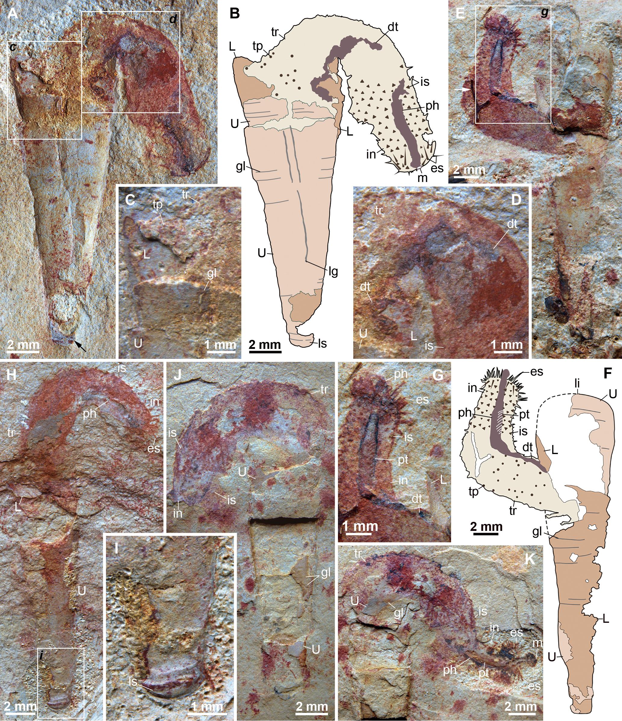 鳃曳类蠕虫?Eximipriapulus sp. 展现的寄居生活方式
