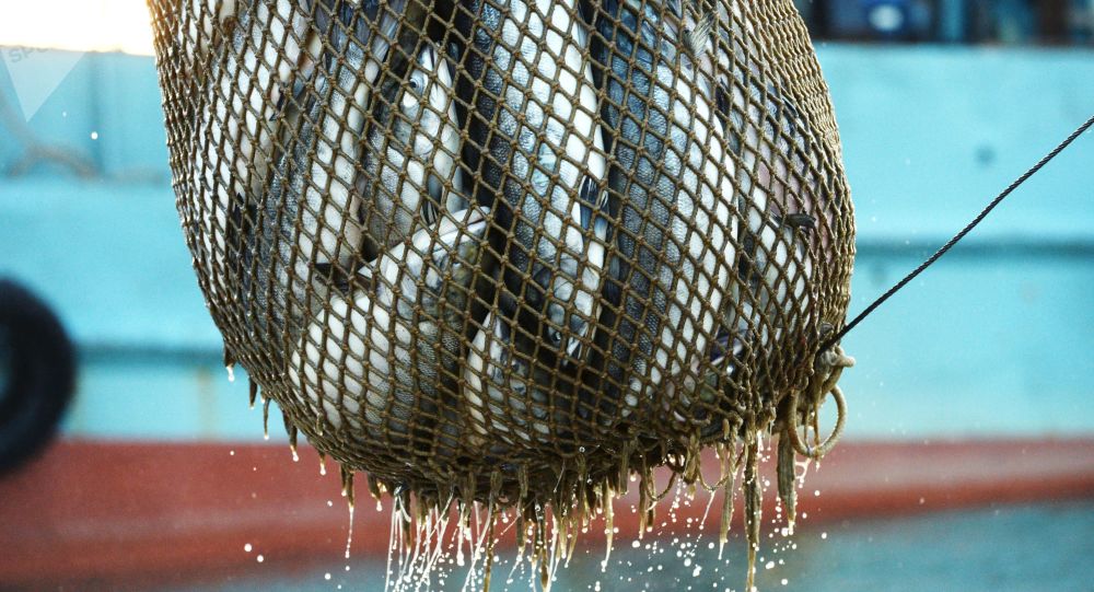 鲑鱼的脂肪酸衍生物可用于研发阿尔茨海默病和帕金森氏症药物