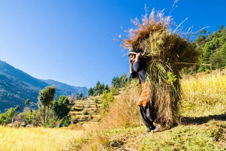 《自然》:韩语、日语等98种语言可能源自于9000多年前中国东北辽河流域的农业文化