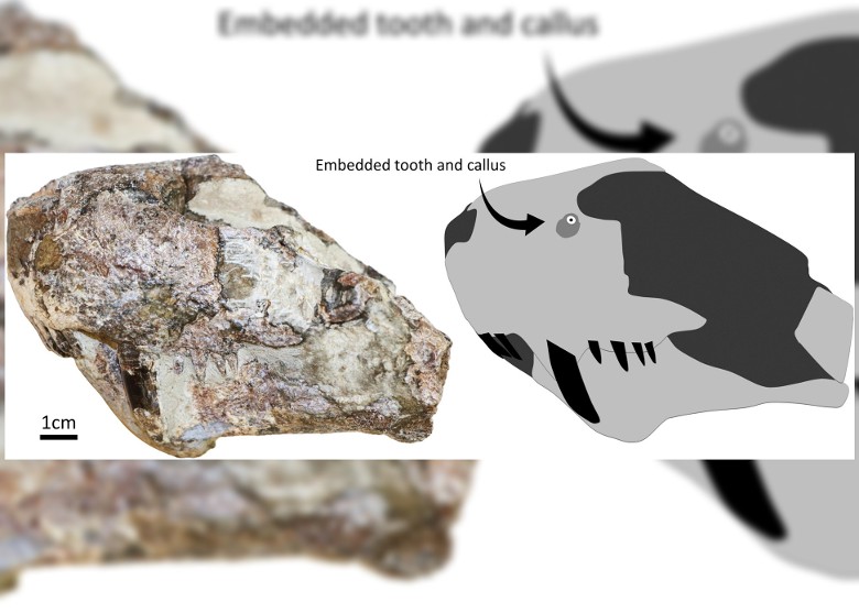 最新研究指3亿年前的似哺乳爬行动物丽齿兽为显支配地位互噬脸部