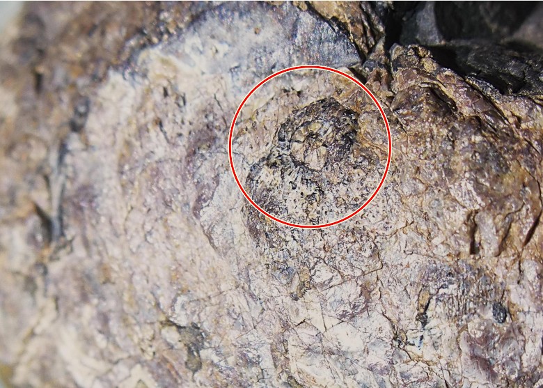 最新研究指3亿年前的似哺乳爬行动物丽齿兽为显支配地位互噬脸部