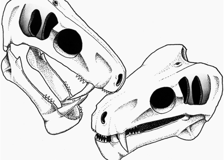 最新研究指3亿年前的似哺乳爬行动物丽齿兽为显支配地位互噬脸部
