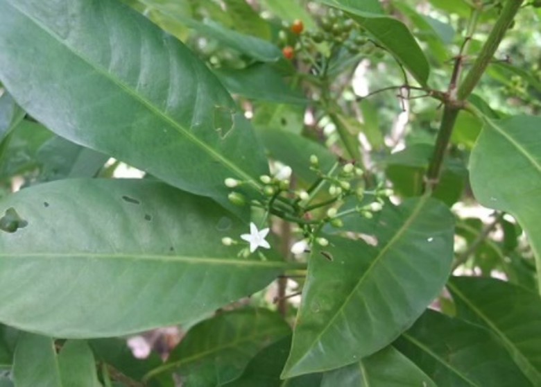 南太平洋岛国萨摩亚一种神奇植物马塔拉菲 叶子抗炎止痛可治疗多种疾病