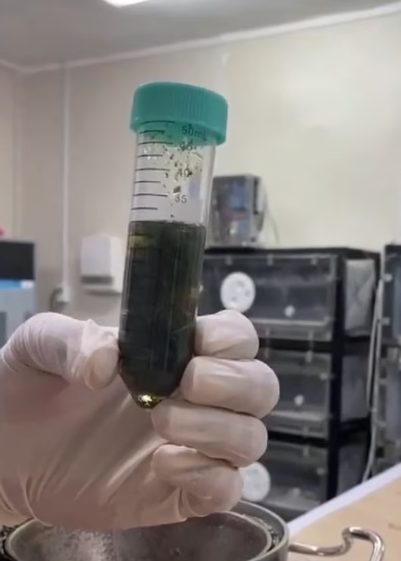 南太平洋岛国萨摩亚一种神奇植物马塔拉菲 叶子抗炎止痛可治疗多种疾病