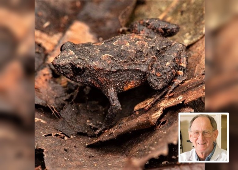 澳洲新南威尔士省保护区发现青蛙属新品种袋蛙Assa wollumbin 蝌蚪装在两侧袋内