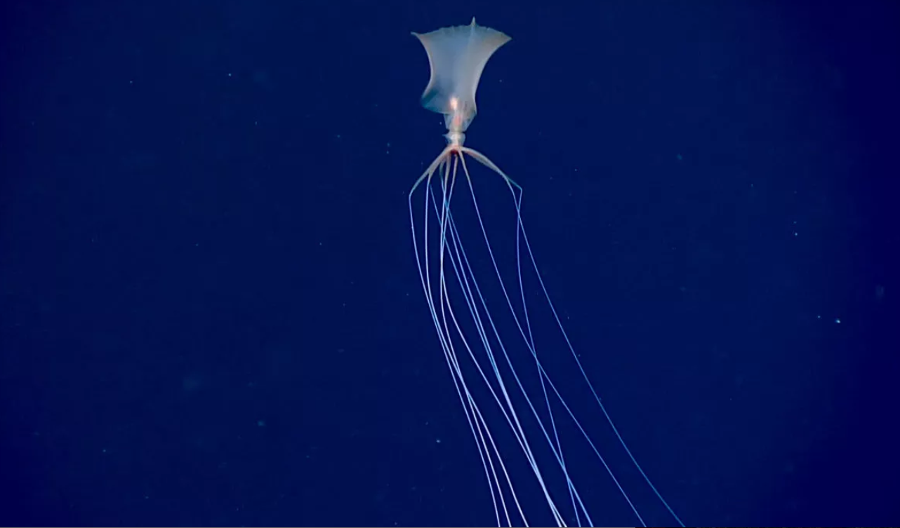 NOAA��ѧ�����㵽�������׽���Ĵ�������