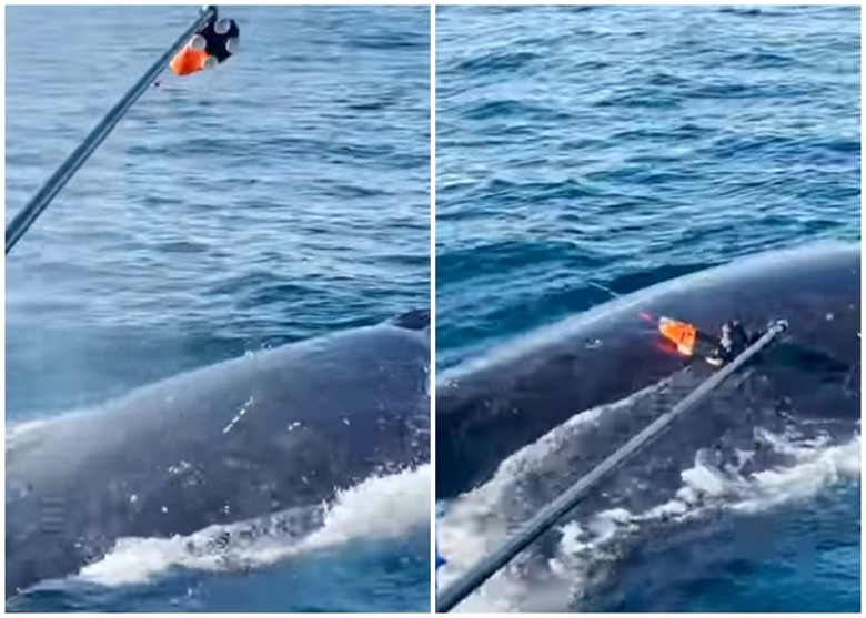 澳洲科学家利用吸盘式镜头固定在座头鲸身上 成功近距离拍下它们水底搏斗的场面