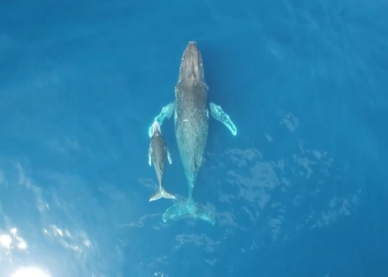 澳洲科学家利用吸盘式镜头固定在座头鲸身上 成功近距离拍下它们水底搏斗的场面