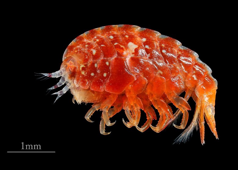 日本4岁男童与父亲钓鱼时发现鲜红小虾 证实是新品种Postodius sanguineus