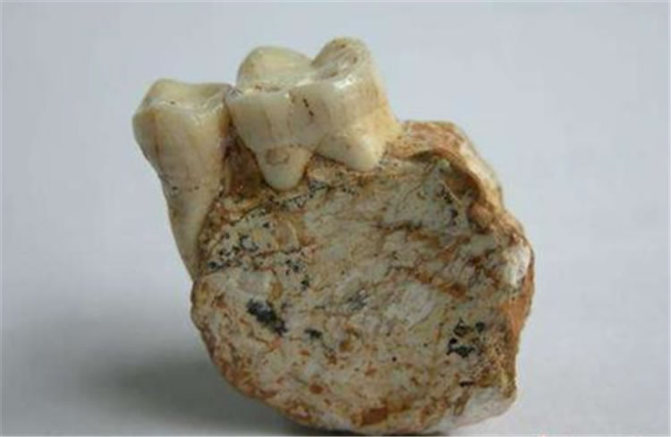 巫山龙骨坡遗址:东亚人类的祖先、史前文化的原点