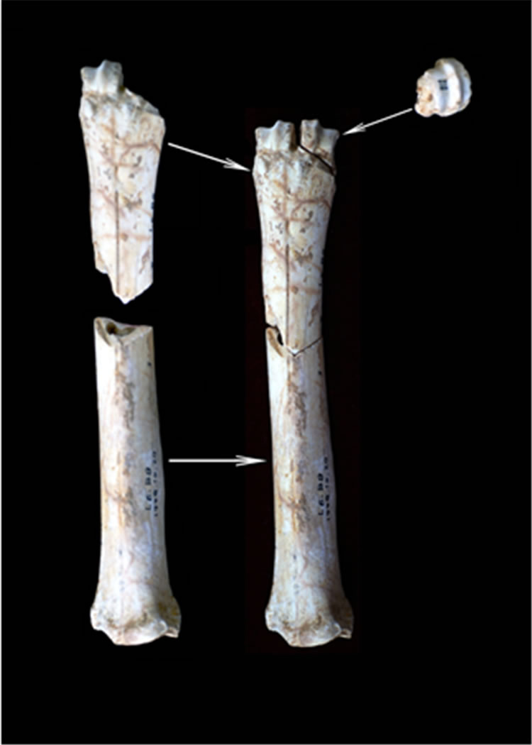 巫山龙骨坡遗址:东亚人类的祖先、史前文化的原点