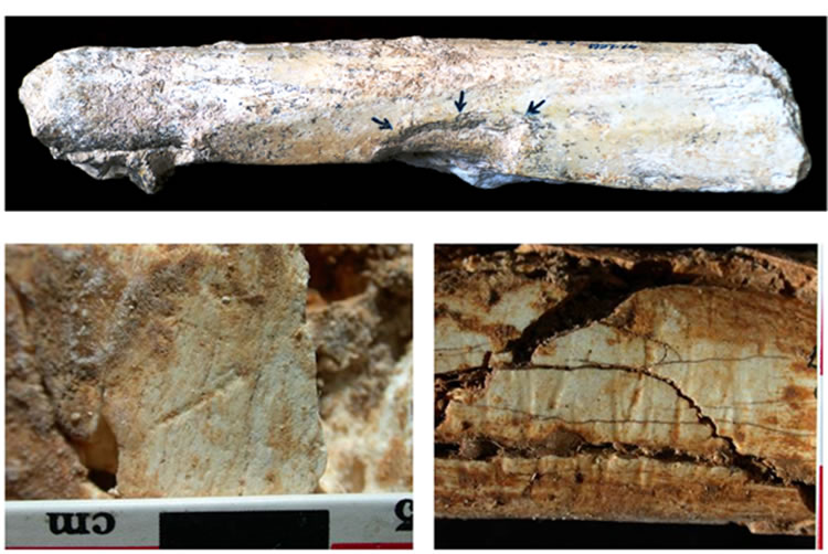 巫山龙骨坡遗址:东亚人类的祖先、史前文化的原点