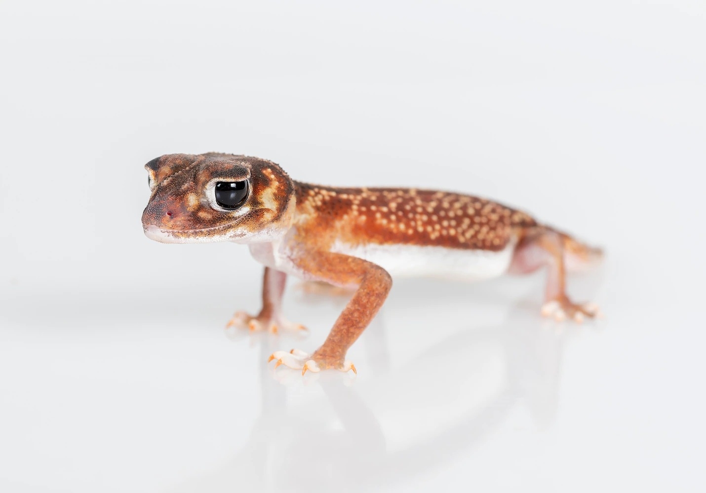 2018īּλصһֻ˽ȥβعknob-tailed gecko PHOTOGRAPH BY DOUG GIMESY