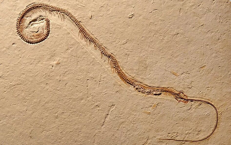 《系统古生物学杂志》:巴西1.1亿年前的“四足蛇”化石实际上是一种海洋蜥蜴