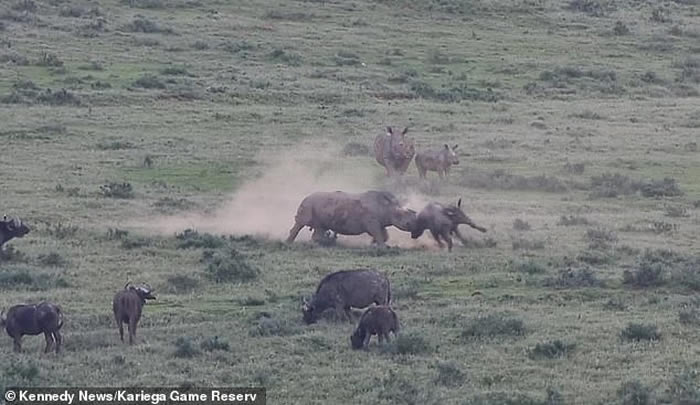 ϷǿмӽϬţΪСˮţ ȴΧĶ