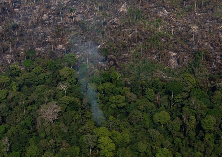 巴西亚马逊雨林砍伐面积增22% 15年来最严重