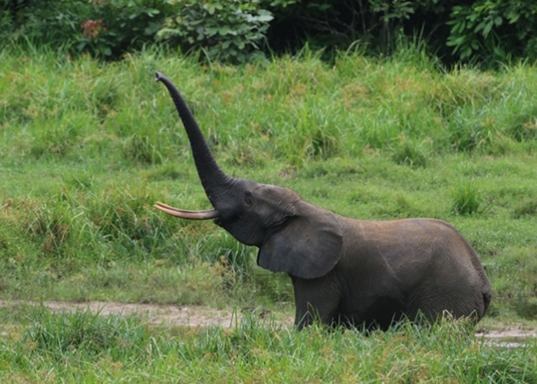 9万极危非洲森林象几乎遍布全国 加蓬或成最后堡垒
