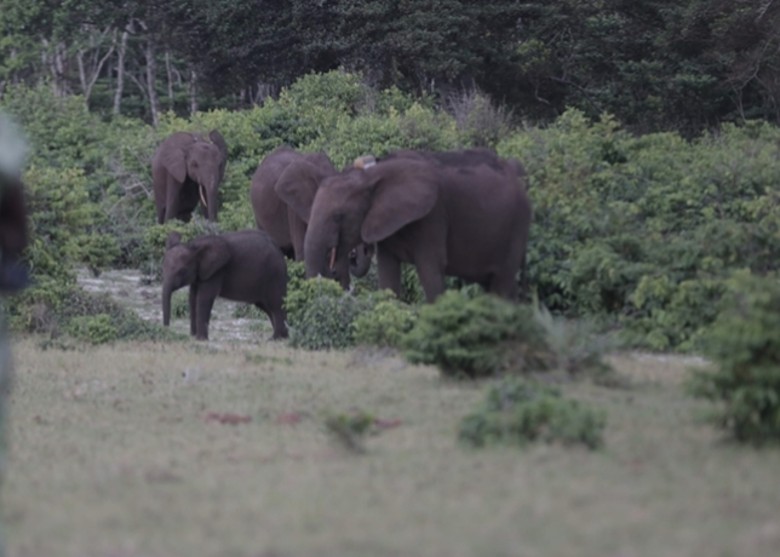 9万极危非洲森林象几乎遍布全国 加蓬或成最后堡垒