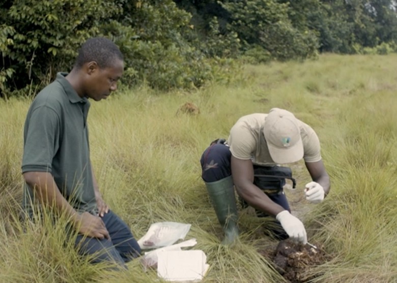9万极危非洲森林象几乎遍布全国 加蓬或成最后堡垒