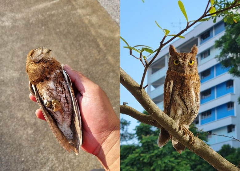 新加坡街头一只猫头鹰撞玻璃门晕倒获救 证属罕见红角鸮