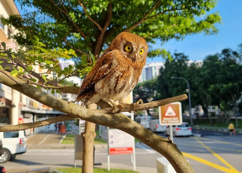新加坡街头一只猫头鹰撞玻璃门晕倒获救 证属罕见红角鸮