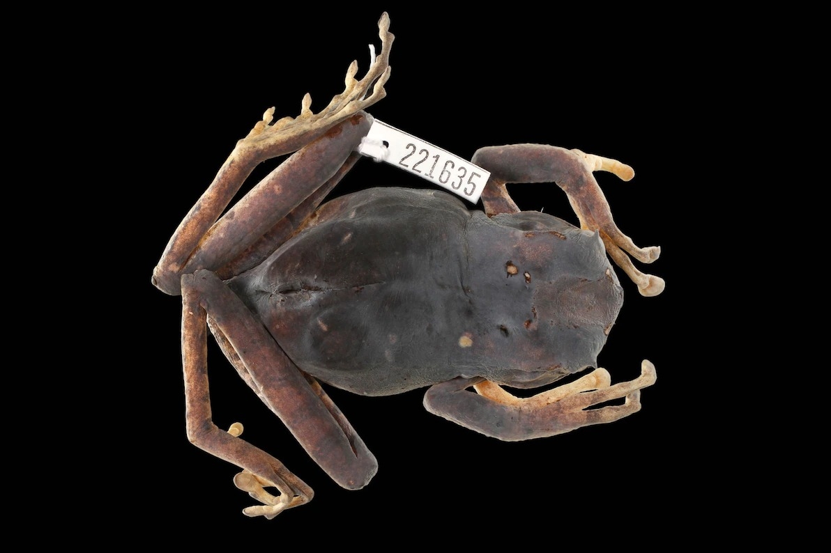 贡德氏囊蛙长着完整的整付牙齿,挑战了演化理论。这只小到可以放在手掌中的成蛙标本,来自堪萨斯大学自然史博物馆。 PHOTOGRAPH COURTESY OF ZA