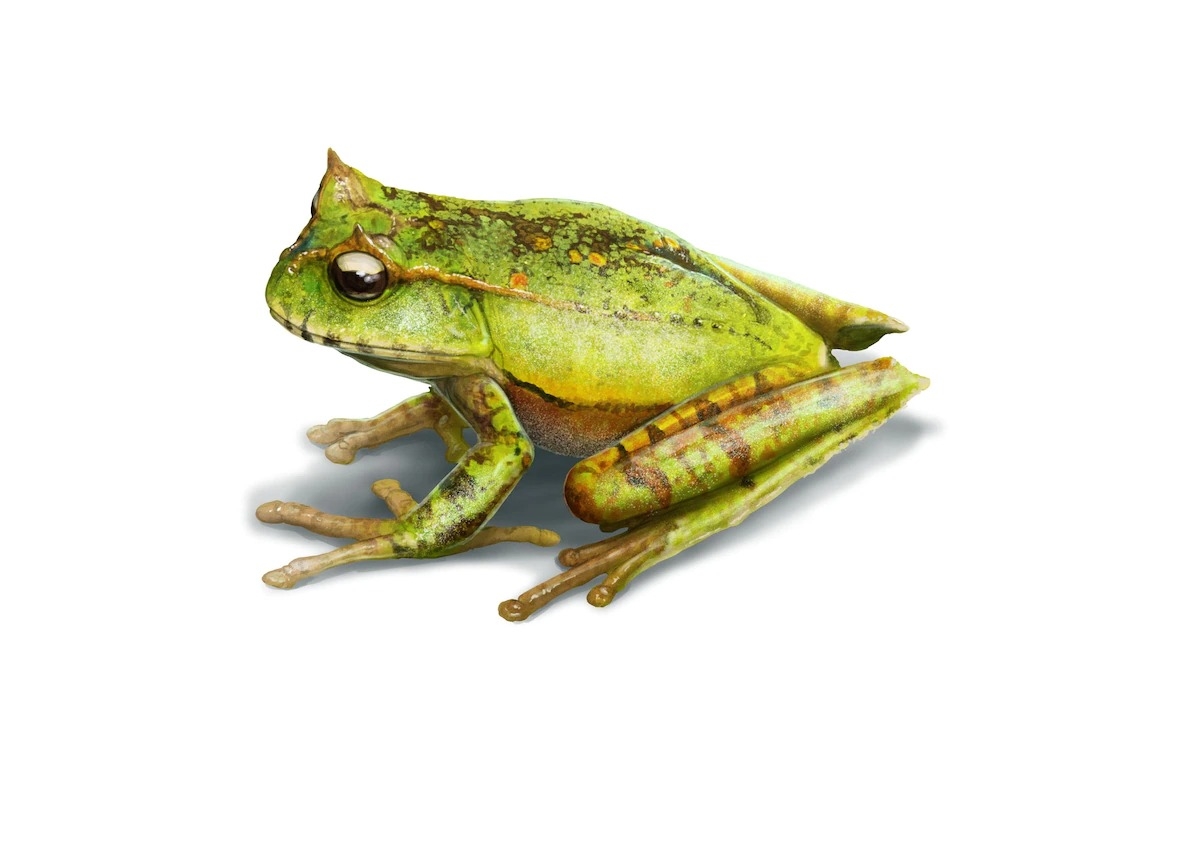 贡德氏囊蛙插图,从1996年之后就没有科学家看过这种蛙。 ILLUSTRATION BY GABRIEL UGUETO