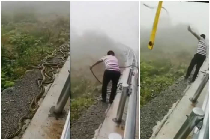 数十条蛇盘据在公路围栏旁乱窜 男子挺身而出