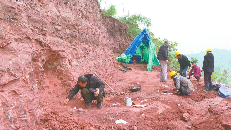 重庆市合川区官渡镇兴胜村发现马门溪龙化石