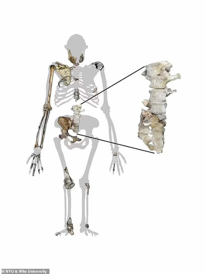 骨骼化石表明了源泉南方古猿“过渡性”的混合特点,走路像人,攀爬像猿猴