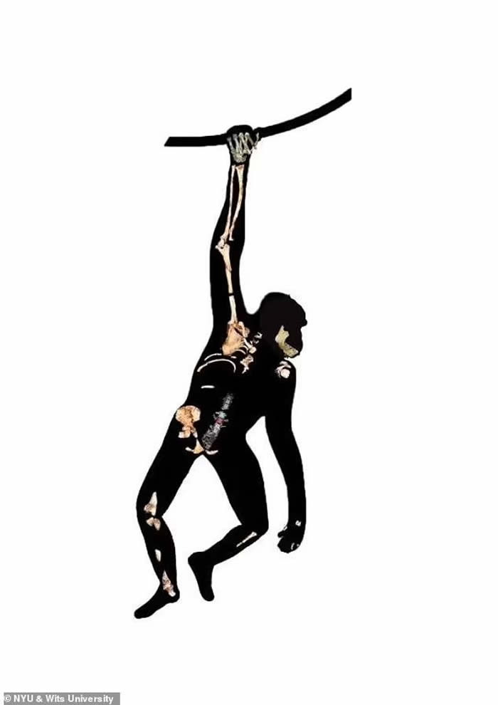 Issa的骨骼是迄今为止发现的最完整的古人类骨骼之一