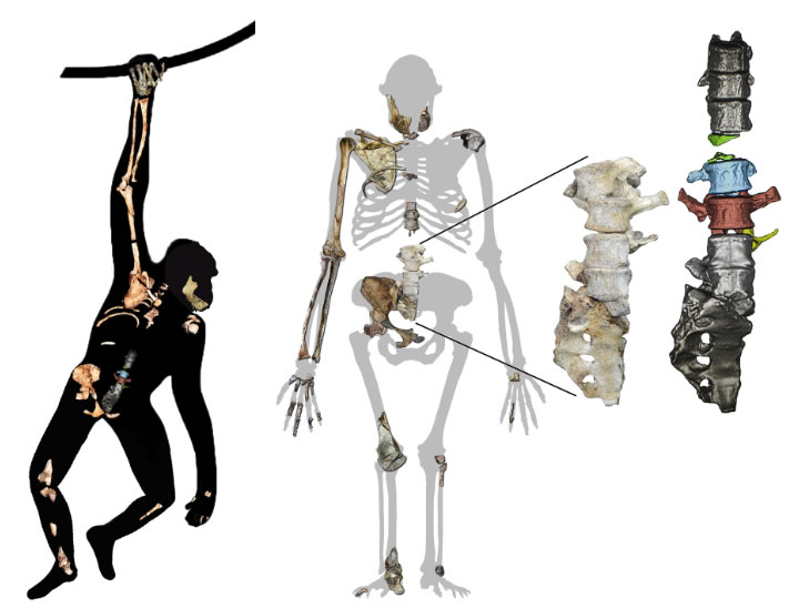 南方古猿源泉种能像人类一样直立行走 还能像猿猴一样攀爬