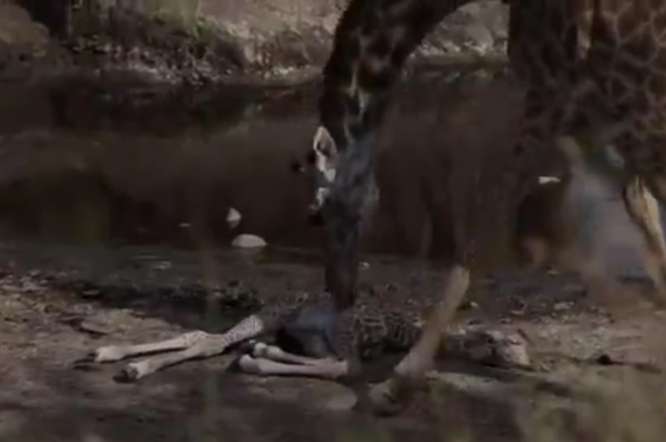 肯尼亚马赛马拉国家保护区刚出生的小长颈鹿被狮子追赶6公里 长颈鹿妈妈一路保护