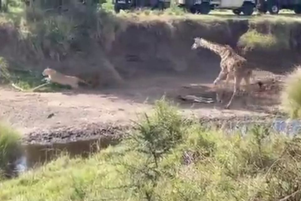 肯尼亚马赛马拉国家保护区刚出生的小长颈鹿被狮子追赶6公里 长颈鹿妈妈一路保护