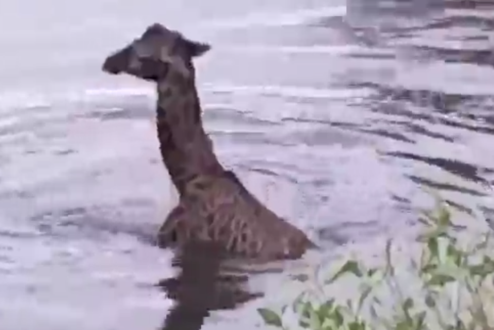 肯尼亚马赛马拉国家保护区刚出生的小长颈鹿被狮子追赶6公里 长颈鹿妈妈一路保护