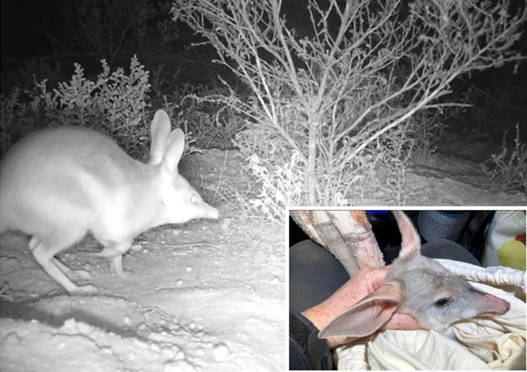 ҰöΧûδ֪뱣ԱǷͬһֻСͼ