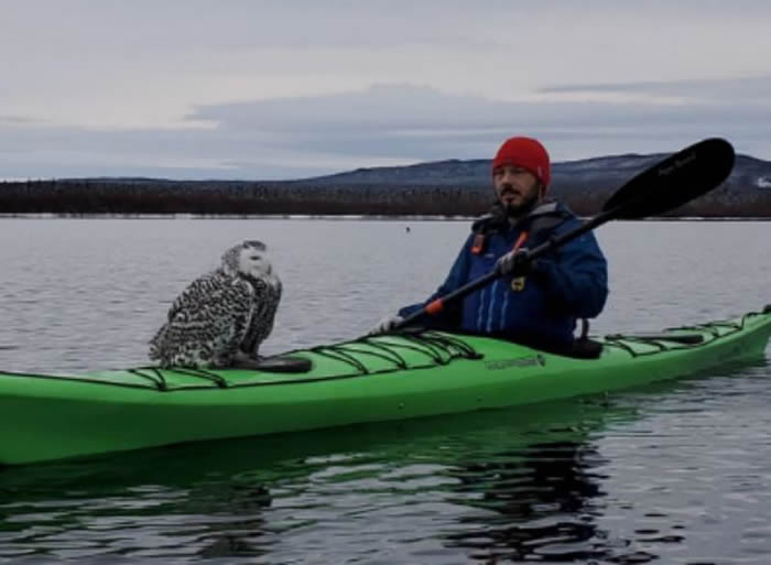 加拿大纽芬兰拉布拉多省北西江一只雪鸮被乌鸦群袭击落水 男子伸桨救援它心领抓桨上艇