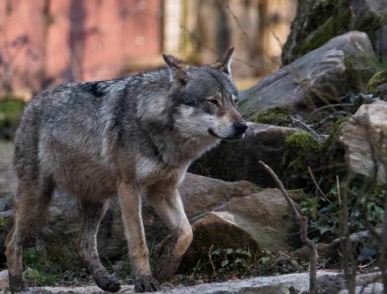 法国豺狼数量不断增加 北部卡瓦多斯省首次出现其踪影