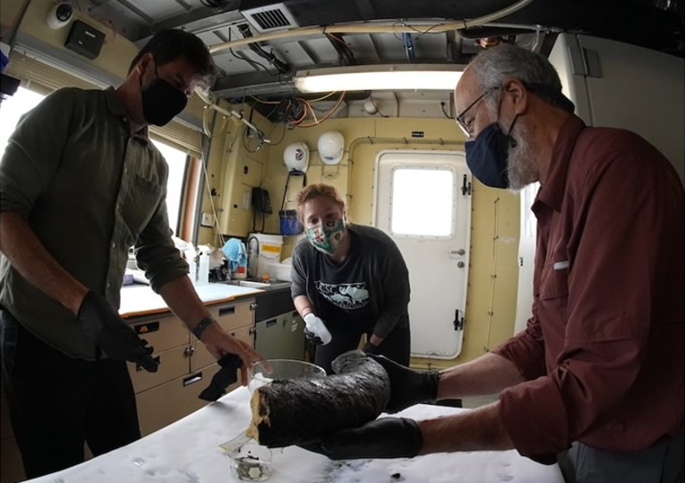 美国加州3千米深海发现哥伦比亚长毛象牙