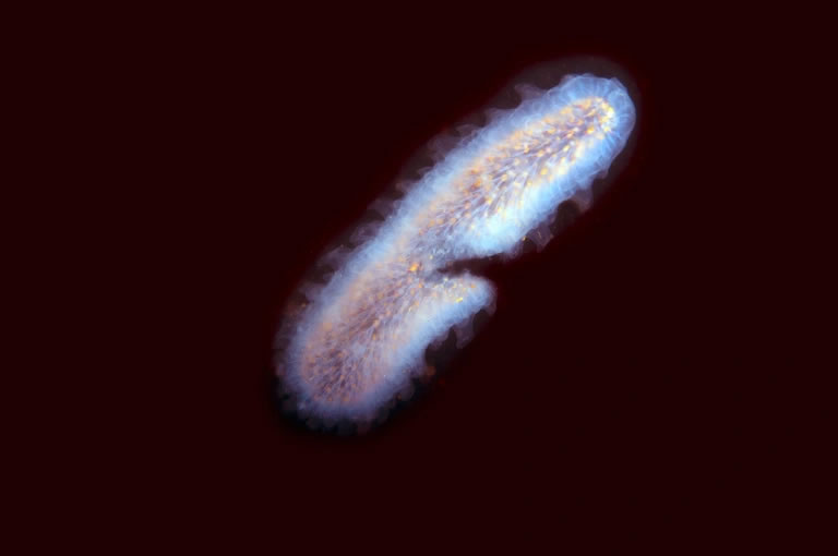 ǱˮԱ��������������һ����30Ӣ�߳��ľ��͡����桱������棩�����