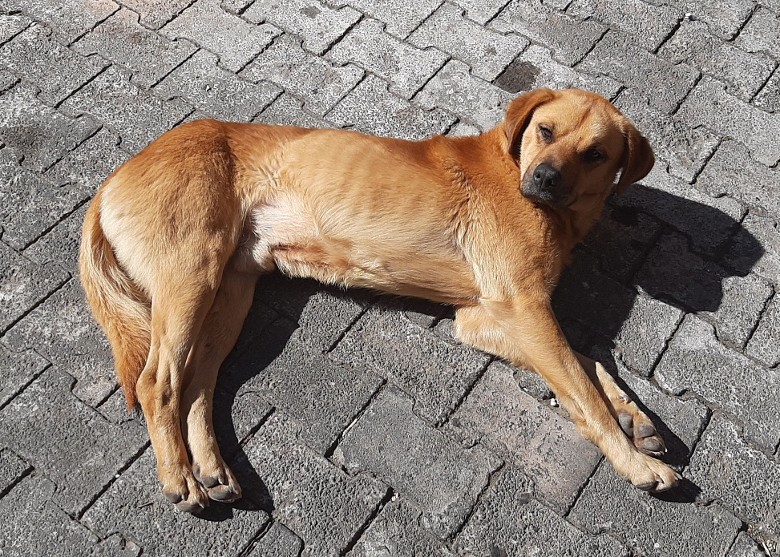 ī����Τ����³˹��һֻ���������ɽ������˯��ɽ��������һ���� ������������