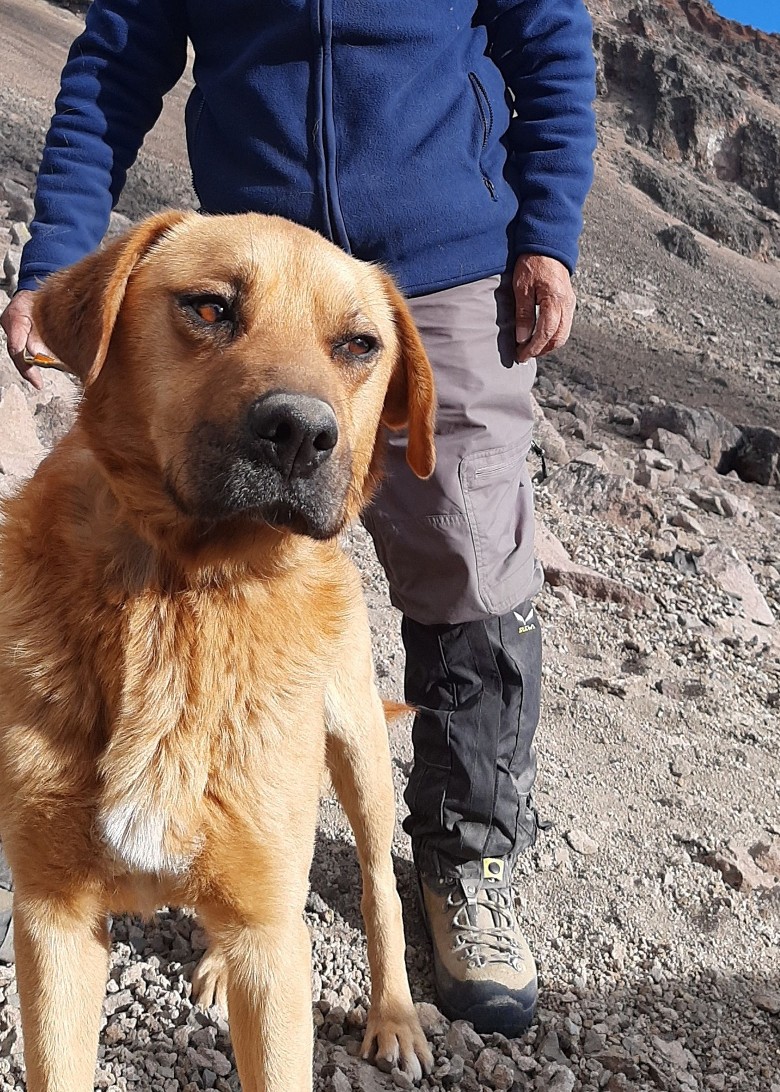 ī����Τ����³˹��һֻ���������ɽ������˯��ɽ��������һ���� ������������