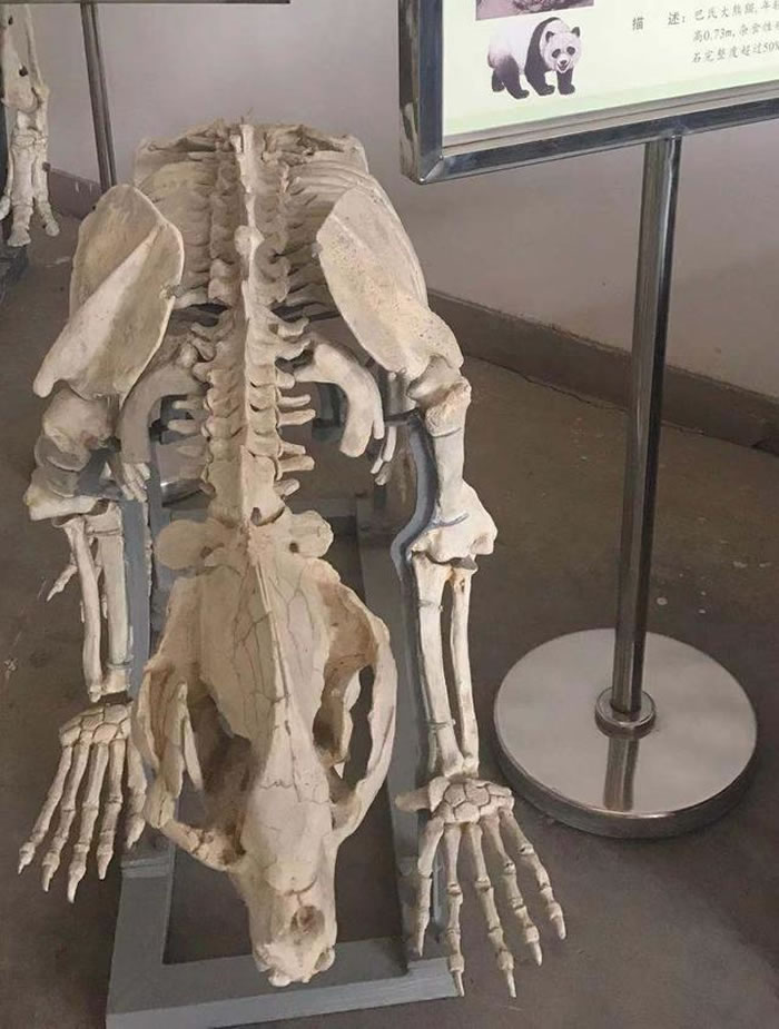 巴氏大熊猫。周小平摄