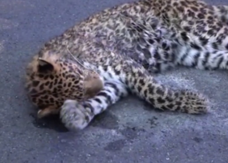 四川甘孜州新龙县一只受伤金钱豹躺在G227国道上 疑因争地盘堕崖重伤死亡