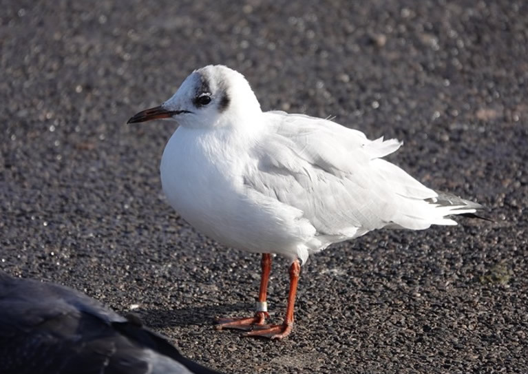 Ӣ�������ؿ�����һֻ����32��ĺ���Ÿ �����������ϴ�����ϵĺ���Ÿ