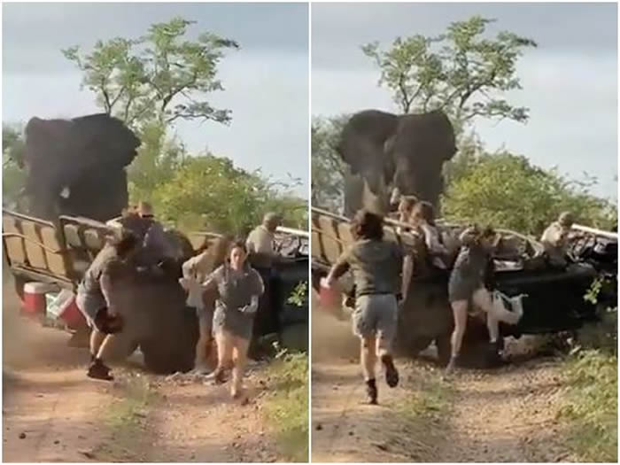 南非一群女学生游克鲁格大公园遇发情公象遭恐怖“车震”