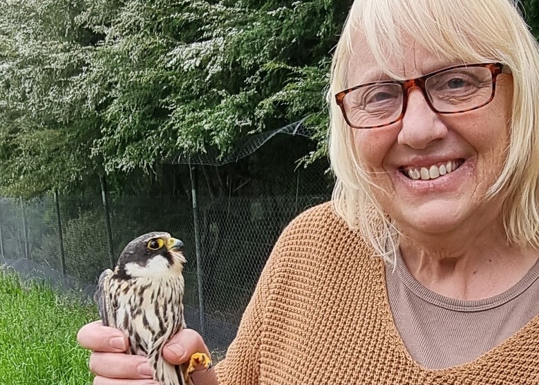 欧洲燕隼有史以来首次出现在澳洲东部 可能是全球气候暖化造成